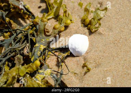 A white seashell with seaweed on a sandy beach at low tide brightly illuminated by sunlight Stock Photo