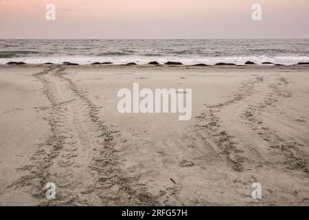 Isle of Palms, United States of America. 03 August, 2023. Tracks left behind in the sand from an endangered loggerhead sea turtle as it crawled ashore to nest at dawn, August 3, 2023 in Isle of Palms, South Carolina. Sea turtles come ashore at night during the spring and summer months and lay their eggs in nests in the sand dunes along the beach. Credit: Richard Ellis/Richard Ellis/Alamy Live News Stock Photo