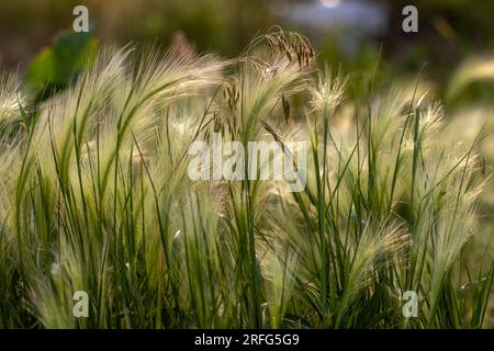 Nebraska weeds close up feather grass in the wind . High quality photo Stock Photo