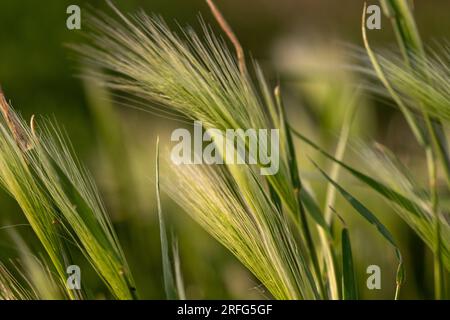 Nebraska weeds close up feather grass in the wind . High quality photo Stock Photo
