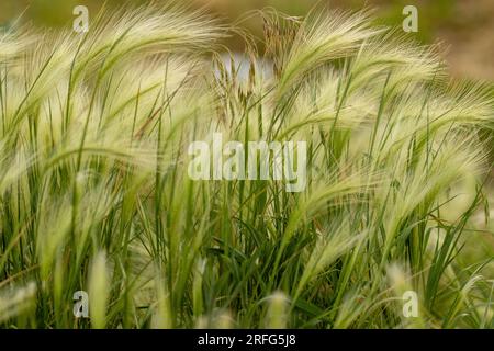 Nebraska weeds close up feather grass in the wind . High quality photo Stock Photo