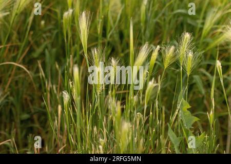 Nebraska weeds close up feather grass in the wind . High quality photo Stock Photo