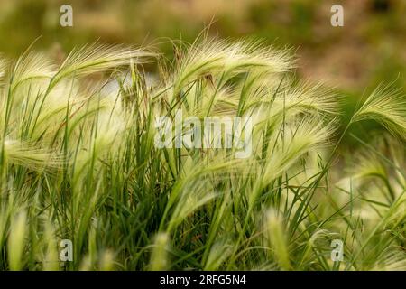 Nebraska weeds close up feather grass in the wind . High quality photo Stock Photo