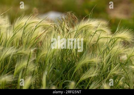 Nebraska weeds close up feather grass in the wind . High quality photo Stock Photo