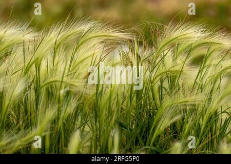 Nebraska weeds close up feather grass in the wind . High quality photo Stock Photo