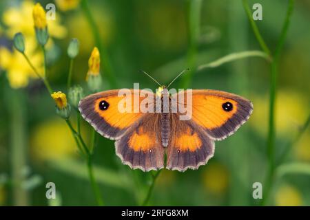 A gatekeeper butterfly UK (Pyronia tithonus) with outspread wings feeding on buttercups. This is a female, the males have a dark band on the forewing. Stock Photo