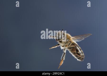 Honigbiene, Honig-Biene, Europäische Honigbiene, Westliche Honigbiene, Flug, fliegend, Biene, Bienen, Apis mellifera, Apis mellifica, honey bee, hive Stock Photo