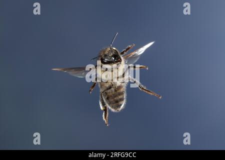 Honigbiene, Honig-Biene, Europäische Honigbiene, Westliche Honigbiene, Flug, fliegend, Biene, Bienen, Apis mellifera, Apis mellifica, honey bee, hive Stock Photo