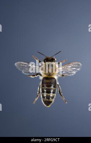 Honigbiene, Honig-Biene, Europäische Honigbiene, Westliche Honigbiene, Flug, fliegend, Biene, Bienen, Apis mellifera, Apis mellifica, honey bee, hive Stock Photo