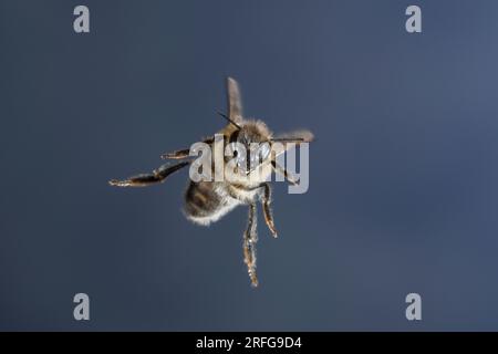 Honigbiene, Honig-Biene, Europäische Honigbiene, Westliche Honigbiene, Flug, fliegend, Biene, Bienen, Apis mellifera, Apis mellifica, honey bee, hive Stock Photo