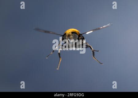 Hummel-Keilfleckschwebfliege, Pelzige Mistbiene, Pelzige Bienenschwebfliege, Flug, fliegend, Tarnung, Mimikry, Mimikri wegen Hummelähnlichem Aussehen, Stock Photo