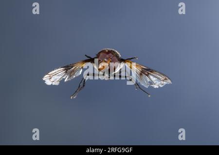 Waldschwebfliege, Gemeine Waldschwebfliege, Wald-Schwebfliege, Gemeine Hummel-Schwebfliege, Weißbindige Hummelschwebfliege, Weißgebänderte Schwebflieg Stock Photo