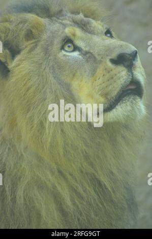 Lion, the biggest african cat, Rio de Janeiro, Brazil Stock Photo - Alamy