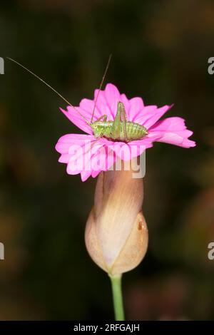 Bush Cricket nymph on Petrorhagia glumacea flower Stock Photo