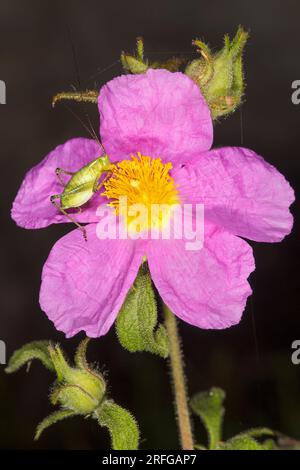 Bush Cricket nymph feeding on a Pink Rock Rose (Cistus criticus) in Greece Stock Photo