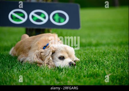 The dog is resting lying on the green grass in the park. Sign forbidding dog walking in the background. Stock Photo
