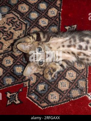 Eight week old tabby kitten lying on its back on a patterned carpet in a playful mood Stock Photo