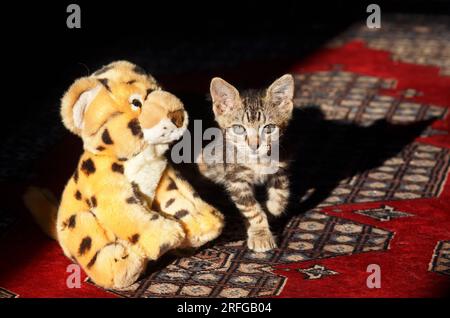 Cute eight week old tabby kitten with a soft, cuddly toy leopard Stock Photo