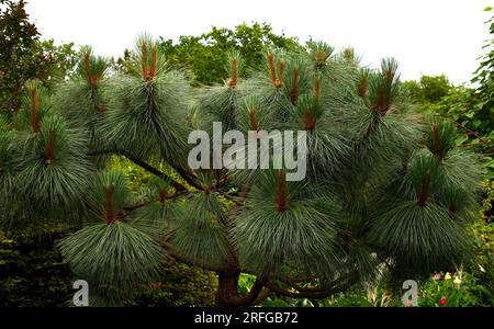 Closeup of the evergreen garden pine tree pinus montezumae sheffield park. Stock Photo