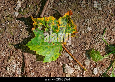 A maple leaf laying on the ground fallen face up turning several colors still holding on to the chlorophyll on a sunny day in summertime closeup view Stock Photo