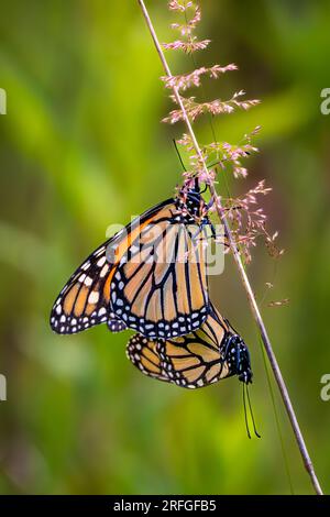 The monarch butterfly (Danaus Plexippus) is a milkweed butterfly in the family Nymphalidae. It is amongst the most familiar on North America. Stock Photo