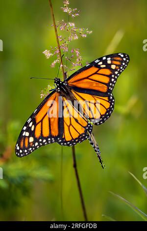 The monarch butterfly (Danaus Plexippus) is a milkweed butterfly in the family Nymphalidae. It is amongst the most familiar on North America. Stock Photo