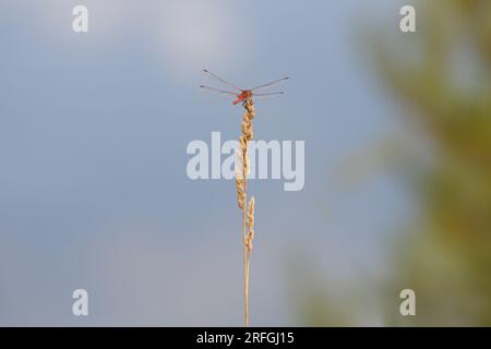 Minimalist photography of Red Dragonfly on spike of grass and bokeh in lagoon, Gayanes, Spain Stock Photo
