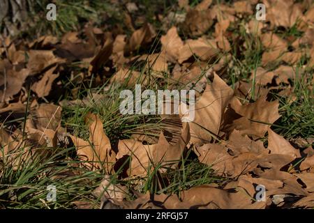 autumn leaves on the grass. Stock Photo