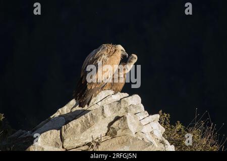 Gyps fulvus on rock and dark background caused by the lack of sunlight on the bottom of the Barranc del Cint in Alcoy Stock Photo