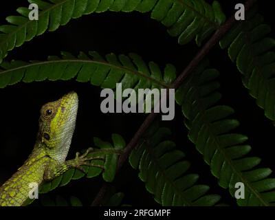 Portrait of a anaimalai spiny lizard(salea anamallayana) resting on a fern branch at Munnar, Kerala Stock Photo