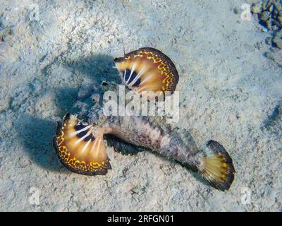 Inimicus filamentosus, also known as the filament-finned stinger, underwater photo into the Red Sea Stock Photo