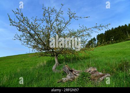 dead apple tree that keeps blooming... Stock Photo