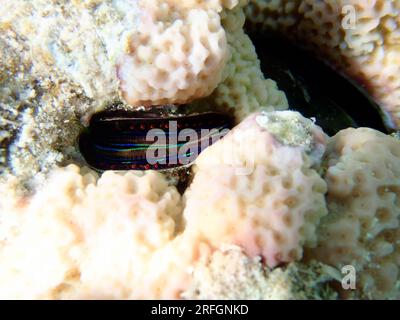 Blue lipped coral oyster - (Pedum spondyloideum), underwater photo into the Red Sea Stock Photo