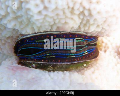 Blue lipped coral oyster - (Pedum spondyloideum), underwater photo into the Red Sea Stock Photo