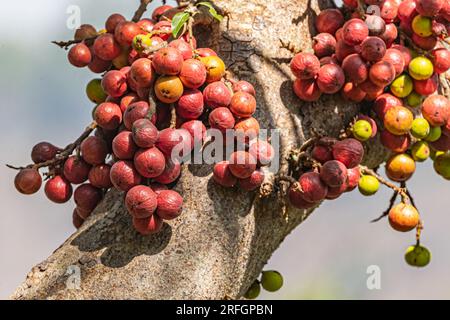 Cluster fig on a tree Stock Photo