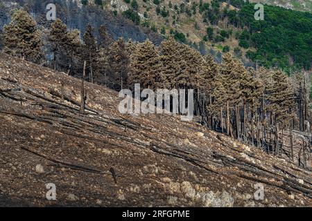 what remains of the forest after the fire in the mountains Stock Photo