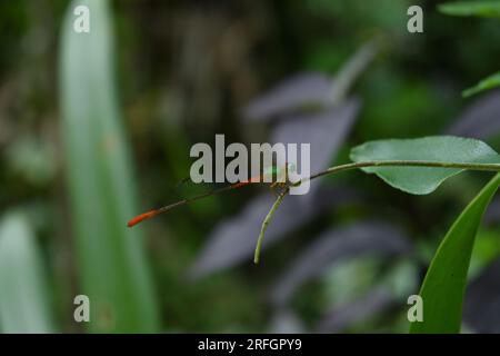 An Orange tailed marsh dart damselfly perched on a stem of a Curry leaf Stock Photo