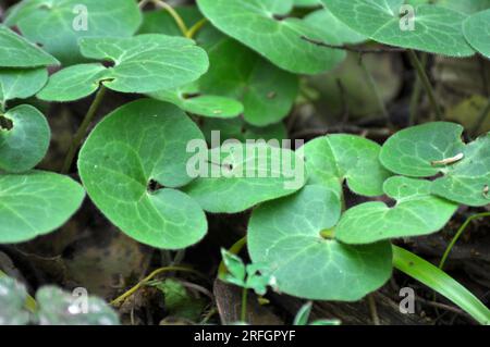 Asarum europaeum grows in the forest in the wild Stock Photo