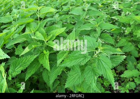 The nettle dioecious (Urtica dioica) with green leaves grows in natural thickets. Stock Photo