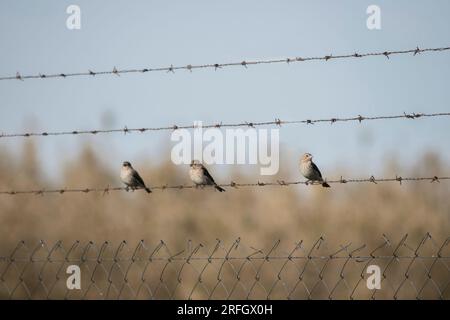 Three sparrows perched on the fence in the field Stock Photo