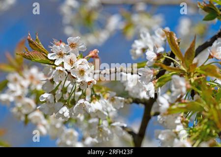Flowering cherry tree, Prunus avium, in spring Stock Photo
