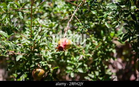 Selective focus of a pomegranate. One small unripe pomegranate fruit growing on the branch Stock Photo