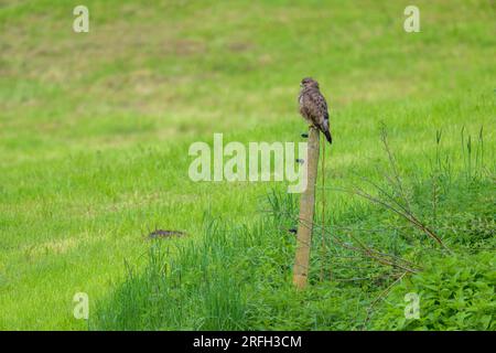 A Common Buzzard sitting on a fence post, sunny morning in Autria, green background Stock Photo