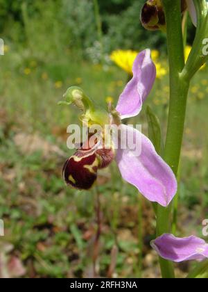 Bee Orchid,Orphy apifera,close up,side view,wide spread in UK,june to july, Frome Somerset.UK Stock Photo