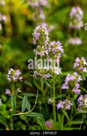 The genus Thymus contains about 350 species of aromatic perennial herbaceous plants and subshrubs to 40 cm tall in the family Lamiaceae, native to tem Stock Photo