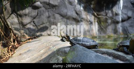 A Roti Island snake-necked turtle on a rock next to a lake Stock Photo