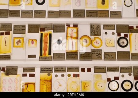 Grant Museum of Zoology - Skeletons and preserved remains of animals large and small in Victorian-style glass cases Stock Photo