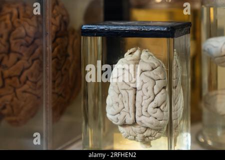 Grant Museum of Zoology - Skeletons and preserved remains of animals large and small in Victorian-style glass cases Stock Photo