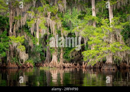 Bald Cypress trees (Taxodium distichum) and Spanish moss ( Tillandsia usneoides), Blue Cypress Lake, Florida, USA, by Dominique Braud/Dembinsky Photo Stock Photo