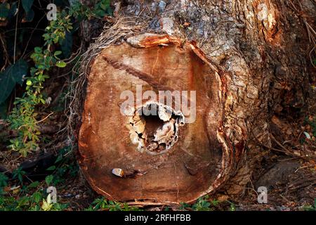 image of a tree round cut with damage core as a background or texture Stock Photo
